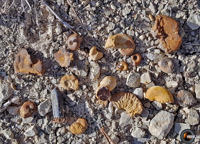 Petis fossiles sur l'itinéraire.