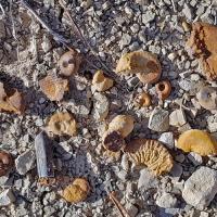 Petis fossiles sur l'itinéraire.
