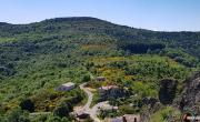 Serre de pied de boeuf photo