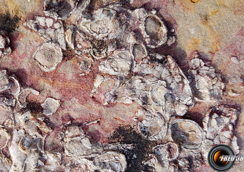 Calcaires fossiliés