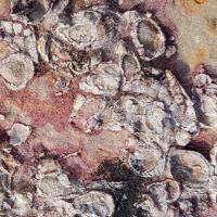 Calcaires fossiliés
