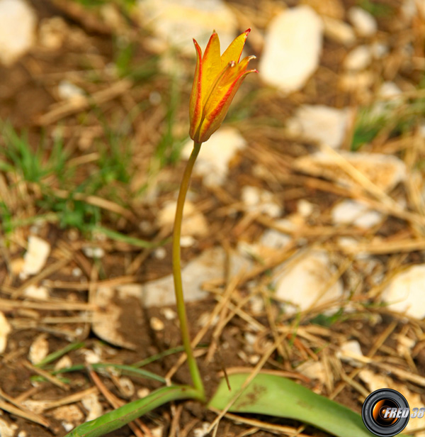 Tulipe australe prés du sommet.