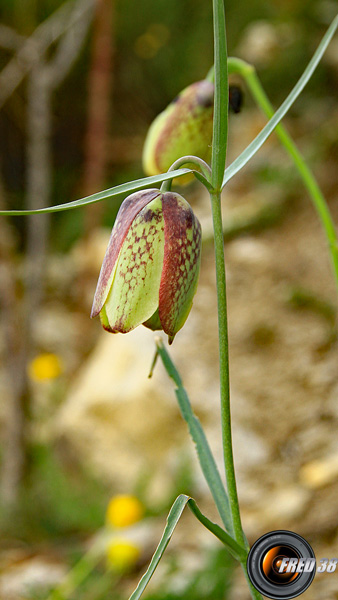 Fritillaire à involucre