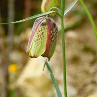 Fritillaire à involucre