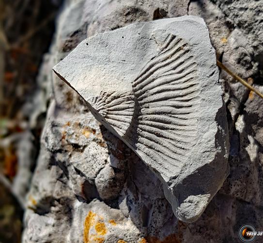 Traces de fossiles sur le chemin.