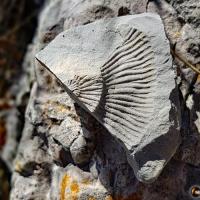 Traces de fossiles sur le chemin.