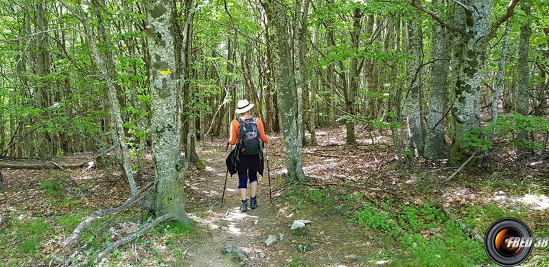 La forêt de hêtres.