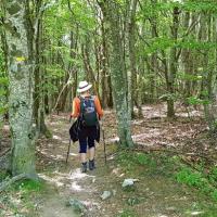 La forêt de hêtres.