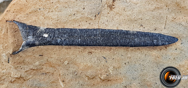 Rostres de Bélemnites près de Pissegui.