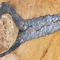 Rostres de Bélemnites près de Pissegui.