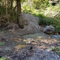 Le torrent