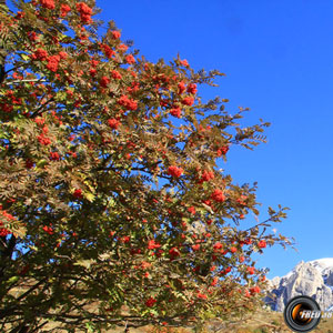 Sorbier des oiseleurs arbre 1