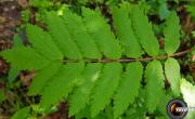 Sorbier des oiseleurs feuilles