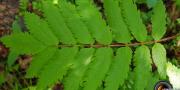 Sorbier des oiseleurs feuilles