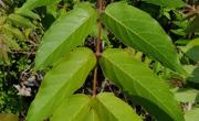 Sumac herisse feuilles
