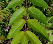 Sumac herisse feuilles