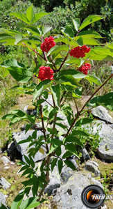 Sureau arbre
