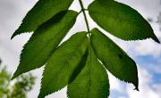 Sureau feuilles2