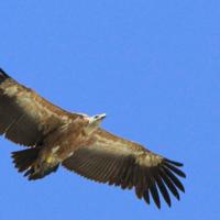 Vautour gauve