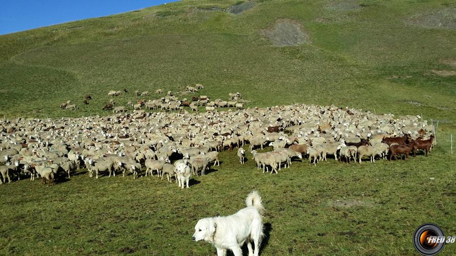 Près de la bergerie.