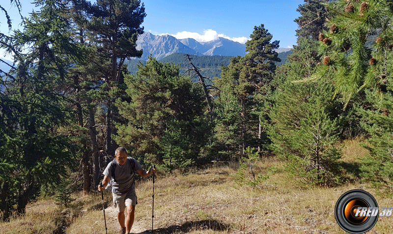 Dans les bois.