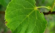 Tilleul a petite feuilles feuille