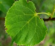 Tilleul a petite feuilles feuille