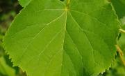 Tilleul feuilles