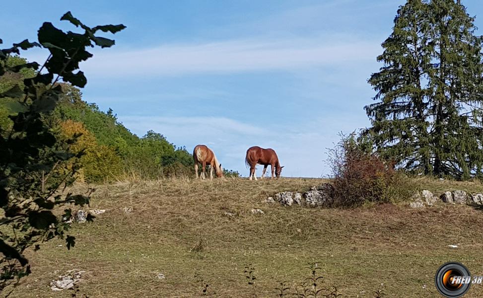 Près du point haut de la rando.