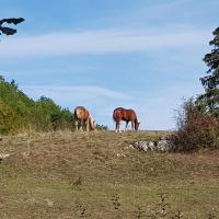 Près du point haut de la rando.