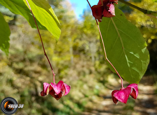 Fusain à large feuilles.