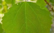 Tremble feuille