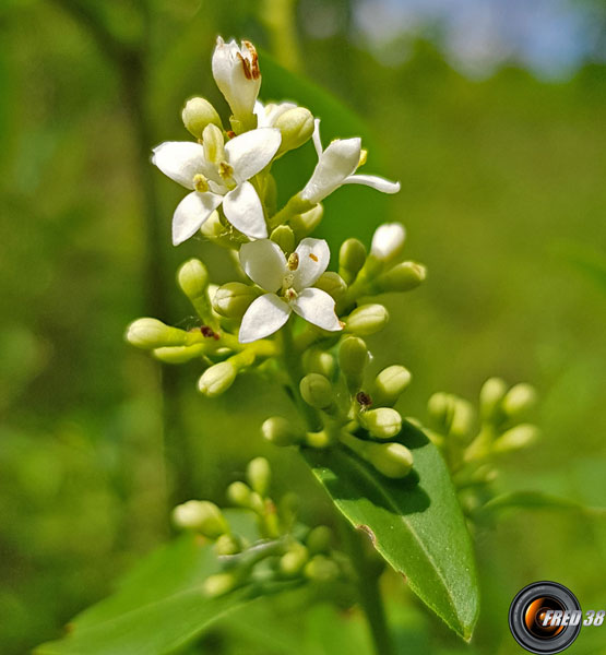 Troene fleurs 1