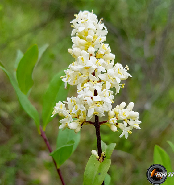 Troene fleurs