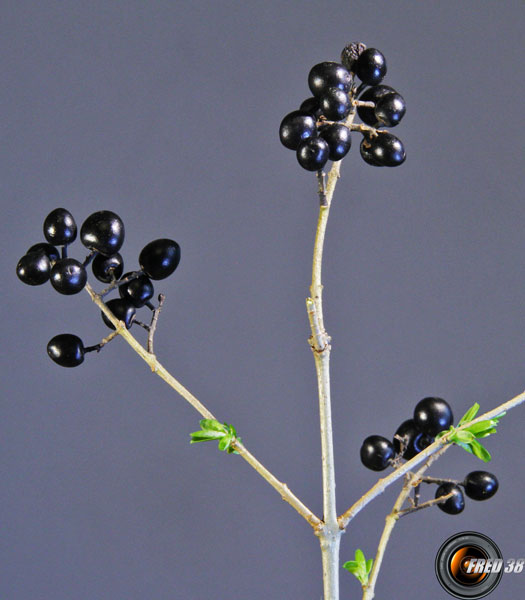 Troene fruits