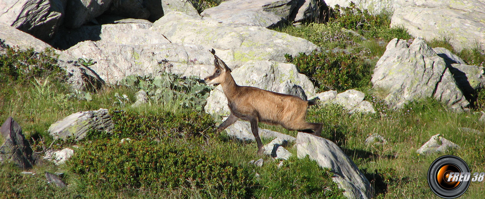 Nombreux chamois dans ce secteur.