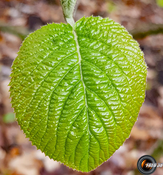 Viorne lantane feuilles