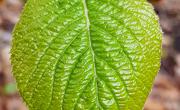 Viorne lantane feuilles