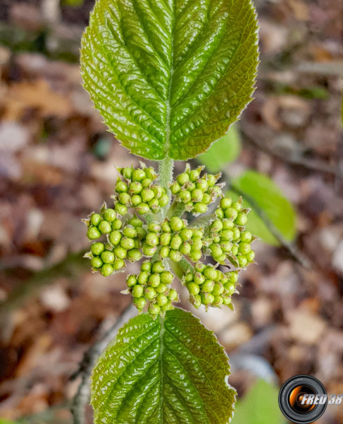 Viorne lantane fleurs