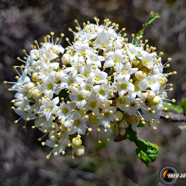 Viorne lantane fleurs2