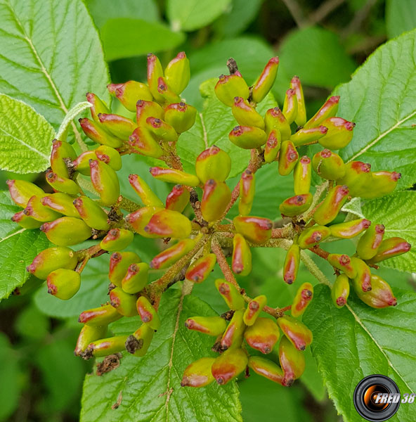 Viorne lantane fruits