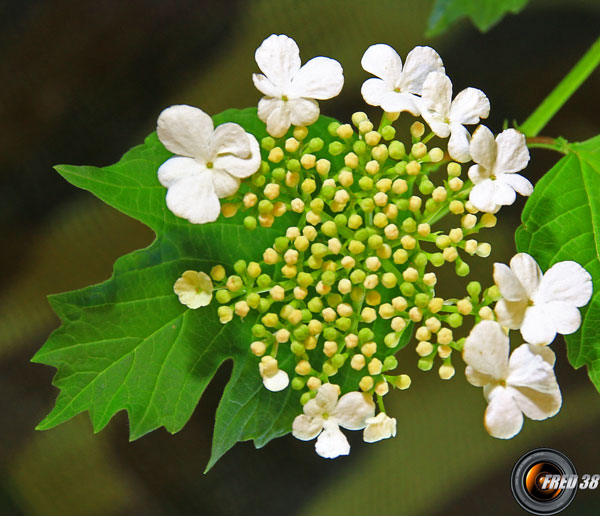 Viorne obier fleurs