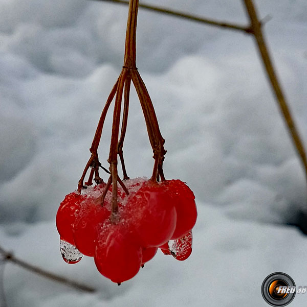 Viorne obier fruits