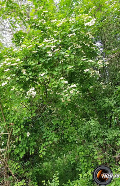 Viorne orbier arbre