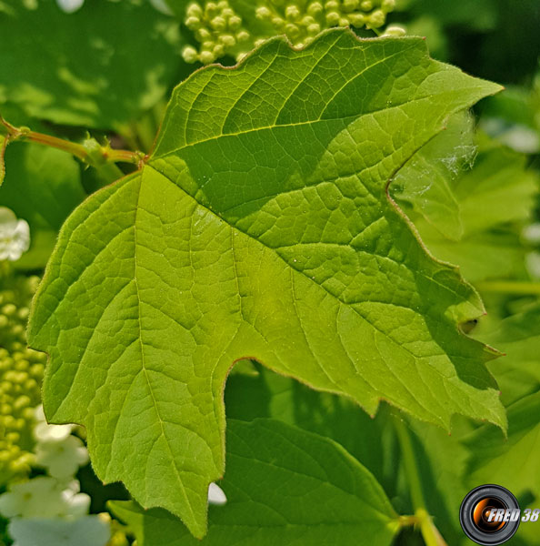 Viorne orbier feuilles