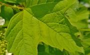 Viorne orbier feuilles
