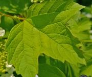 Viorne orbier feuilles
